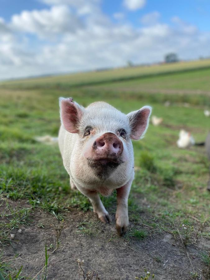 “In Oans Oefje” Parel In De Polder! Lägenhet Lewedorp Exteriör bild